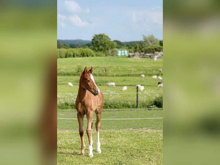 Paint Horse Mare Foal (05/2024) 15 hh Chestnut-Red in Högsdorf