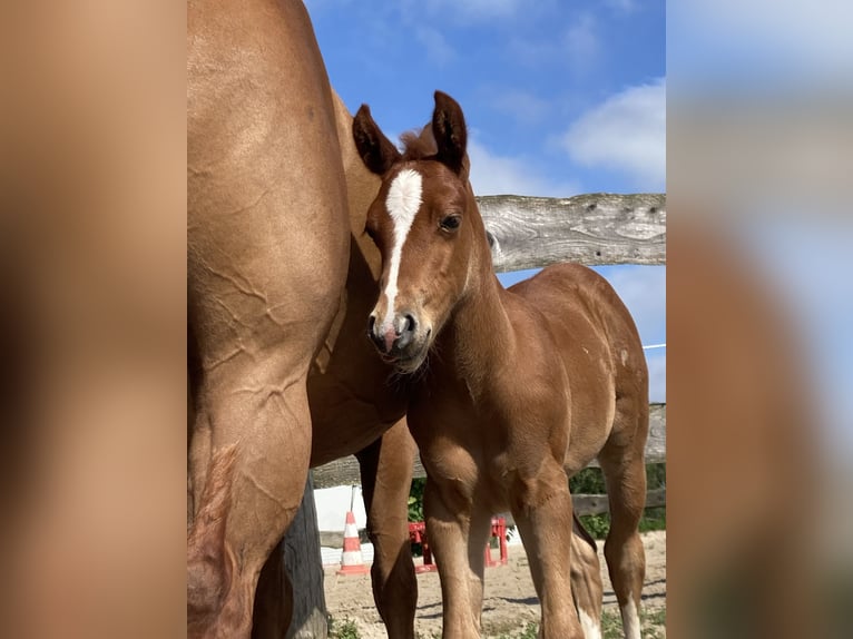 Paint Horse Mare Foal (05/2024) 15 hh Chestnut-Red in Högsdorf