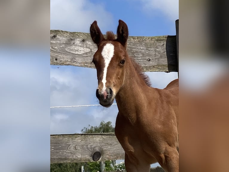 Paint Horse Mare Foal (05/2024) 15 hh Chestnut-Red in Högsdorf