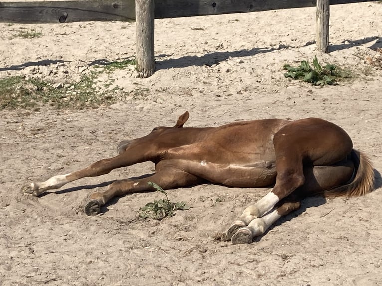 Paint Horse Mare Foal (05/2024) 15 hh Chestnut-Red in Högsdorf