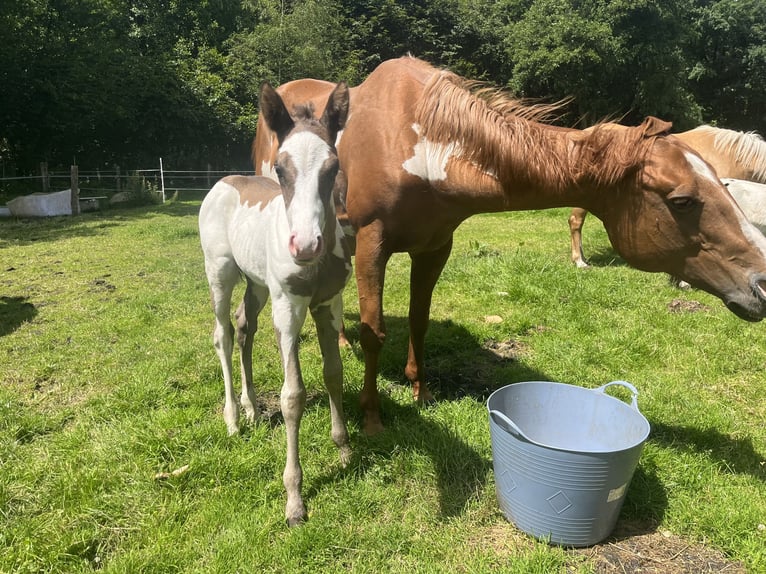 Paint Horse Mare Foal (05/2024) 15 hh Overo-all-colors in Wallenhorst