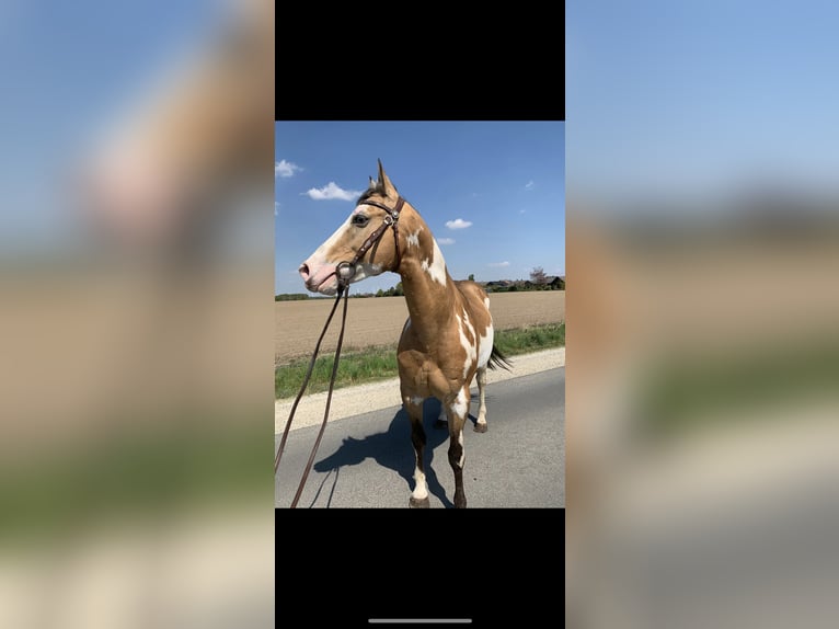 Paint Horse Mare Foal (05/2024) 15 hh Overo-all-colors in Wallenhorst