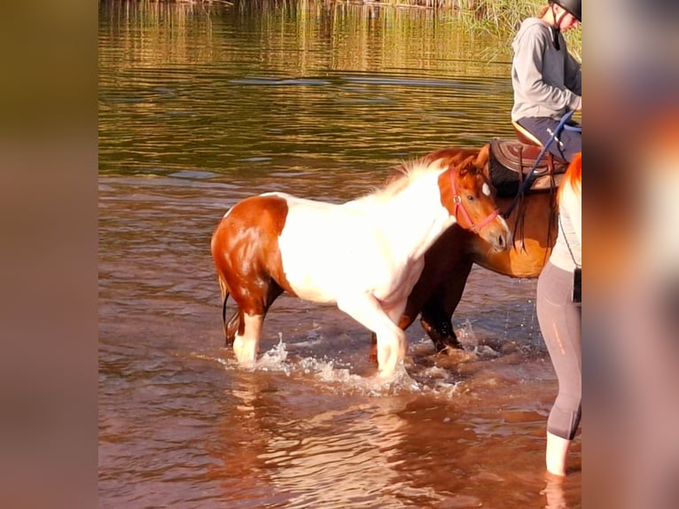 Paint Horse Mare Foal (05/2025) 15 hh Pinto in K&#xF6;nnern
