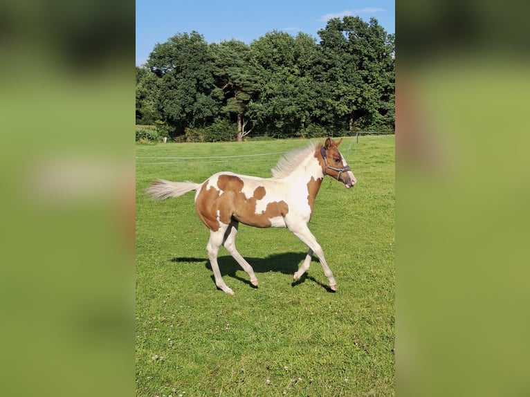 Paint Horse Mare Foal (04/2025) 15 hh Red Dun in Uelsen