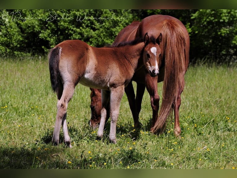 Paint Horse Mare  15,1 hh Bay-Dark in Werneuche