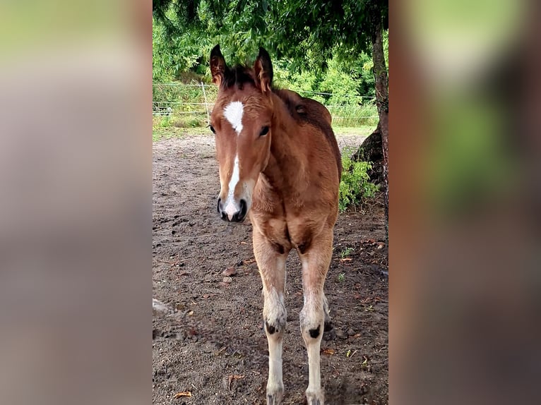 Paint Horse Mare Foal (03/2025) 15,1 hh Bay-Dark in Werneuche