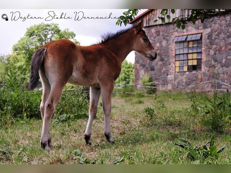 Paint Horse Mare  15,1 hh Bay-Dark in Werneuche