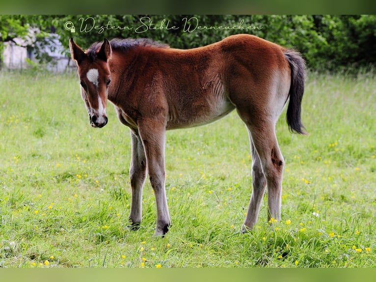 Paint Horse Mare  15,1 hh Bay-Dark in Werneuche