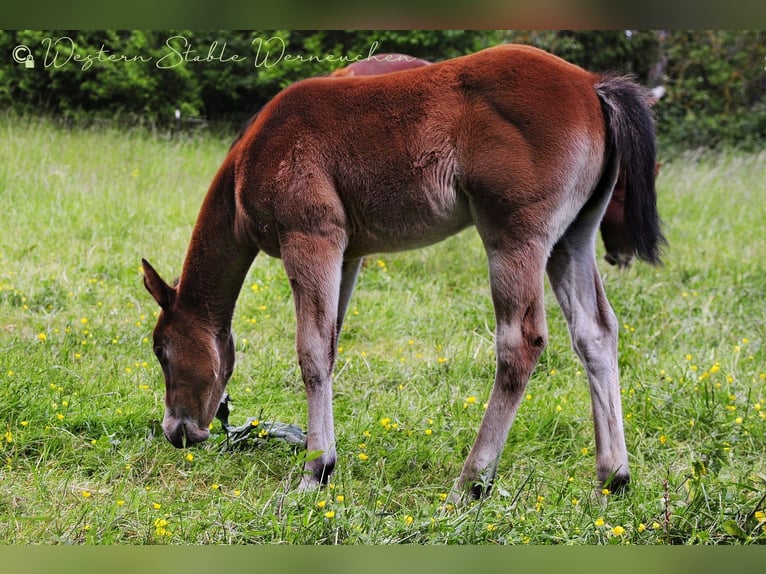 Paint Horse Mare  15,1 hh Bay-Dark in Werneuche