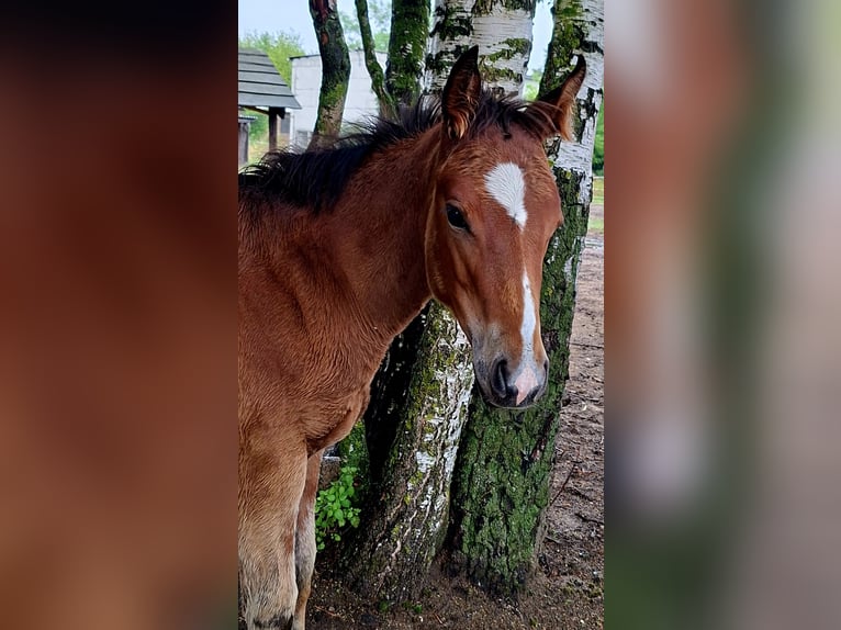 Paint Horse Mare Foal (03/2025) 15,1 hh Bay-Dark in Werneuche