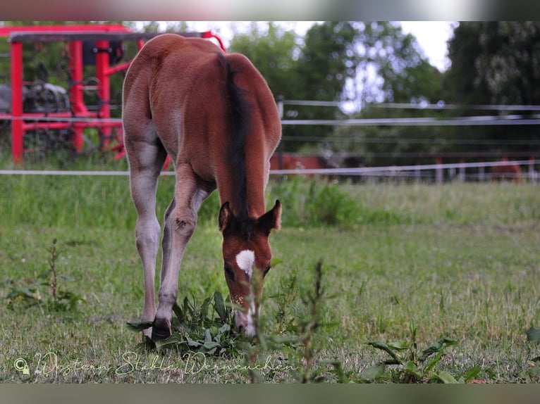 Paint Horse Mare  15,1 hh Bay-Dark in Werneuche