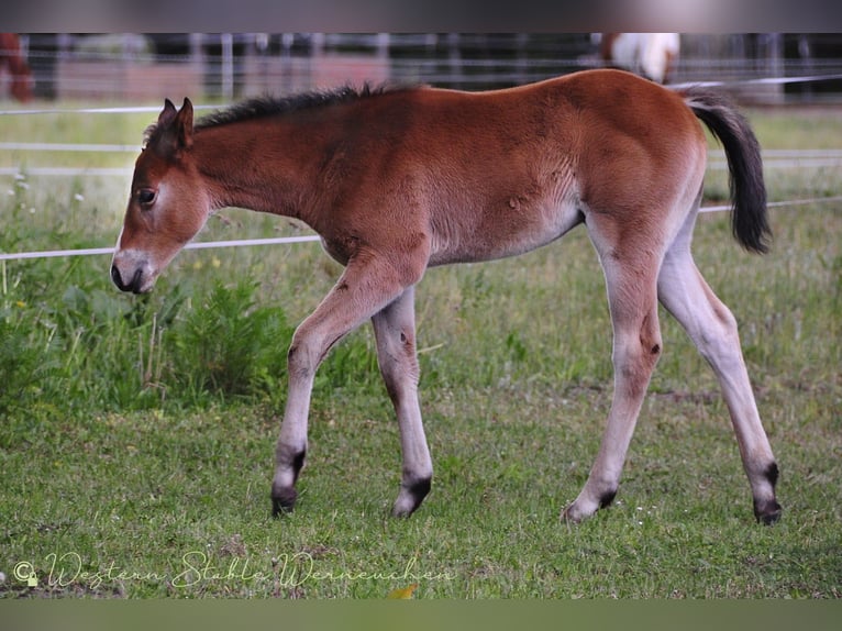 Paint Horse Mare  15,1 hh Bay-Dark in Werneuche