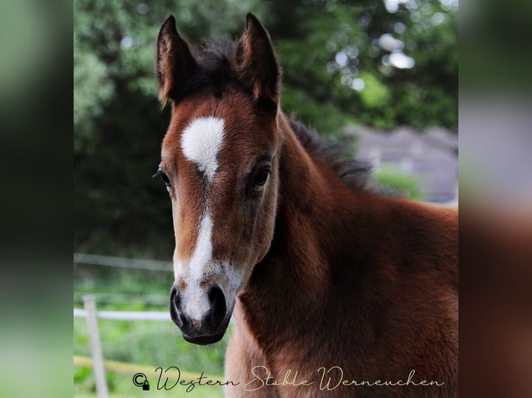 Paint Horse Mare  15,1 hh Bay-Dark in Werneuche