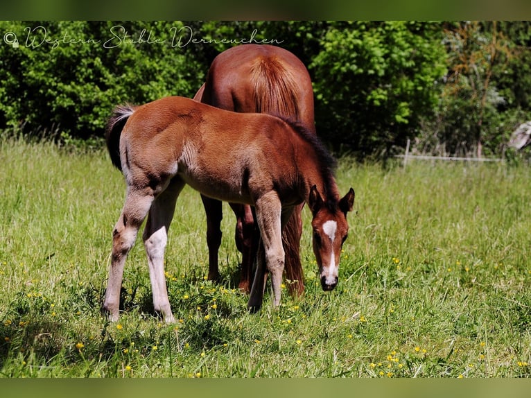 Paint Horse Mare  15,1 hh Bay-Dark in Werneuche