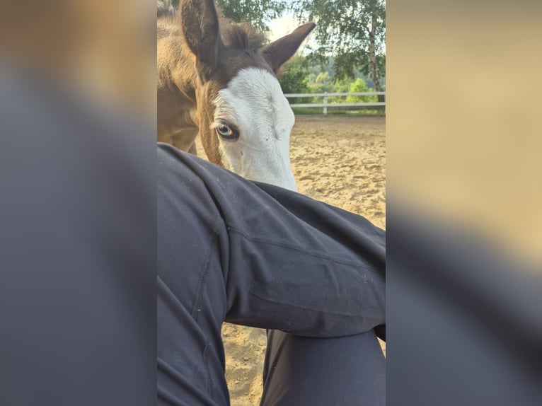 Paint Horse Mare Foal (06/2025) 15,1 hh Black in Bebra