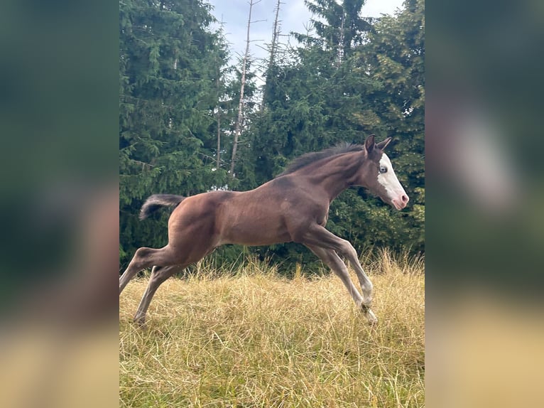 Paint Horse Mare Foal (06/2025) 15,1 hh Black in Bebra