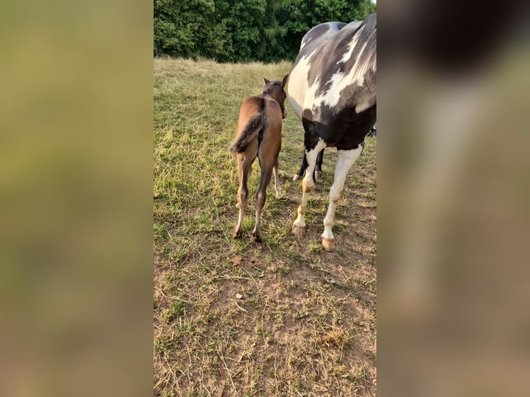 Paint Horse Mare Foal (06/2025) 15,1 hh Black in Bebra