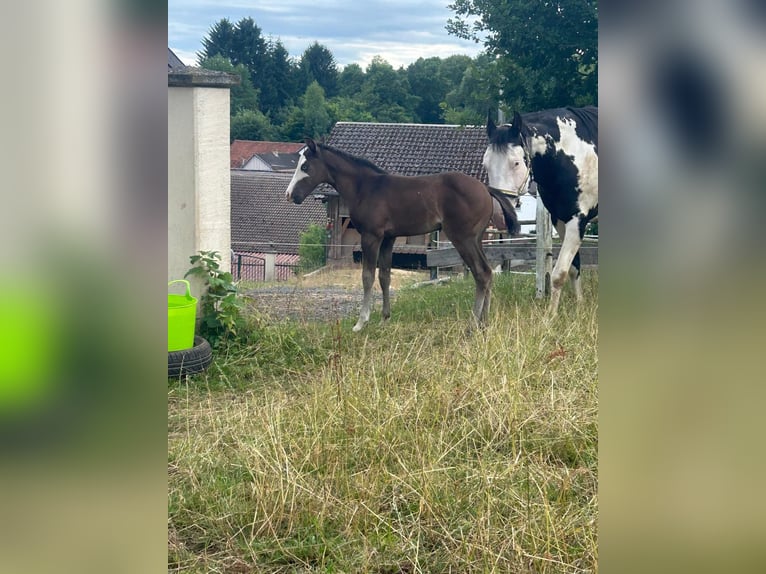 Paint Horse Mare Foal (06/2025) 15,1 hh Black in Bebra