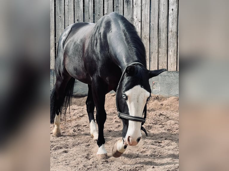 Paint Horse Mare Foal (06/2025) 15,1 hh Black in Bebra