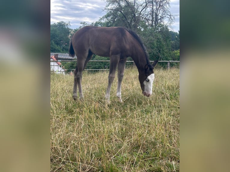 Paint Horse Mare Foal (06/2025) 15,1 hh Black in Bebra