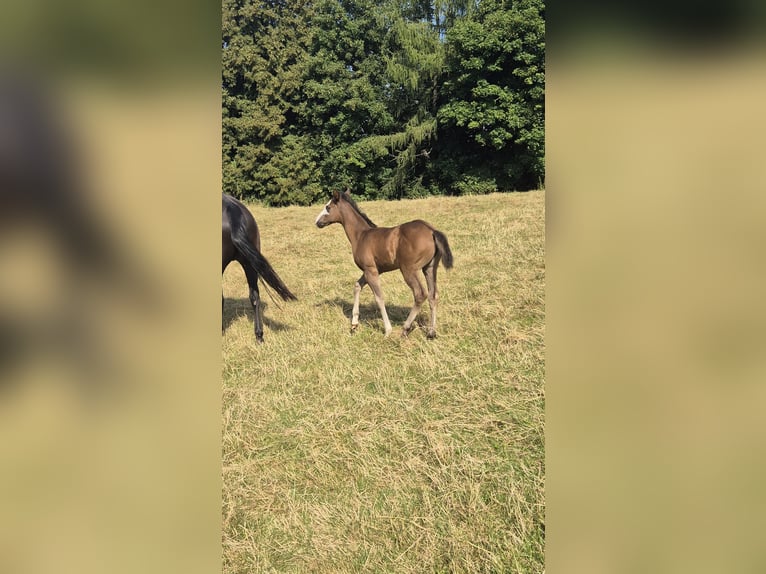 Paint Horse Mare Foal (06/2025) 15,1 hh Black in Bebra