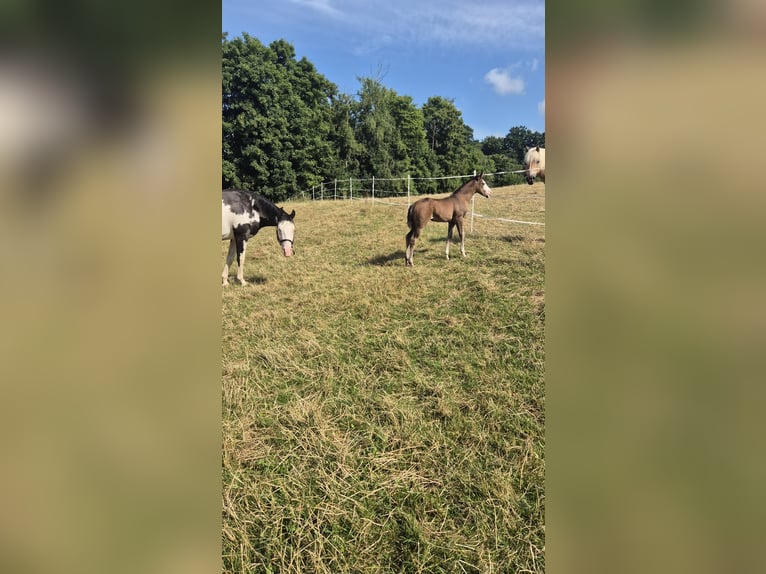 Paint Horse Mare Foal (06/2025) 15,1 hh Black in Bebra