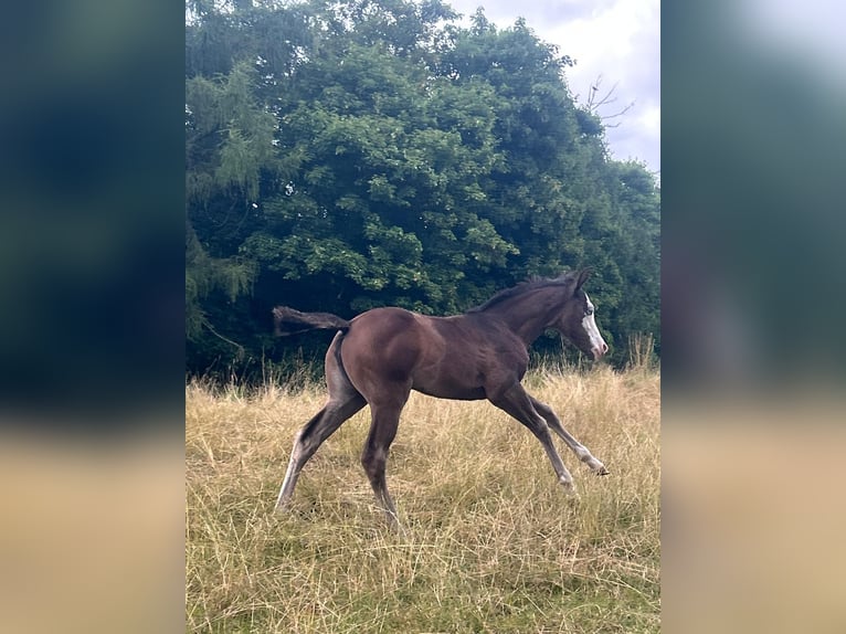 Paint Horse Mare Foal (06/2025) 15,1 hh Black in Bebra
