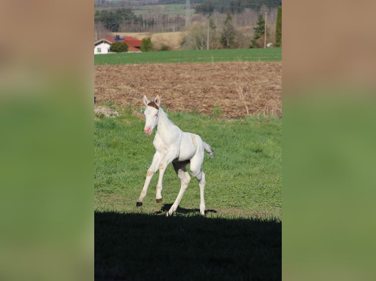 Paint Horse Mare Foal (03/2025) 15,1 hh White in Patersdorf