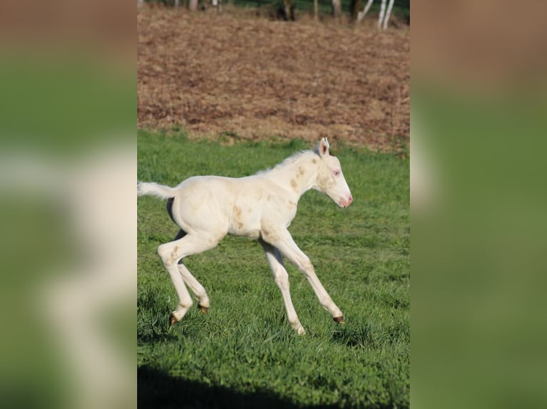 Paint Horse Mare Foal (03/2025) 15,1 hh White in Patersdorf