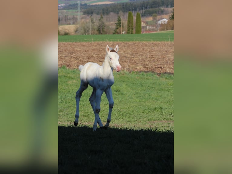 Paint Horse Mare Foal (03/2025) 15,1 hh White in Patersdorf