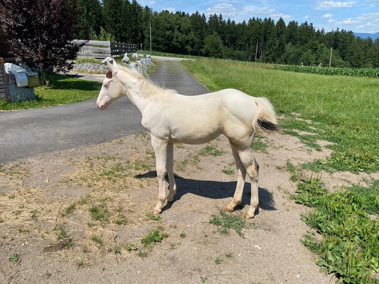 Paint Horse Mare Foal (03/2025) 15,1 hh White in Patersdorf