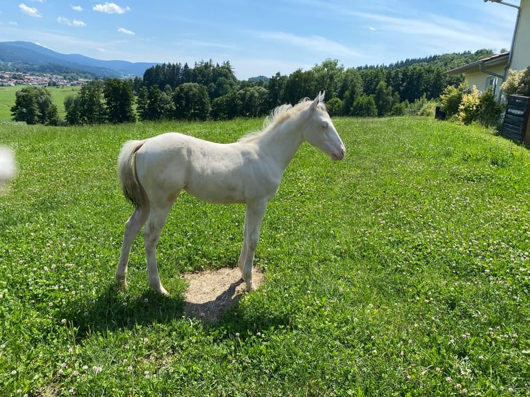 Paint Horse Mare Foal (03/2025) 15,1 hh White in Patersdorf