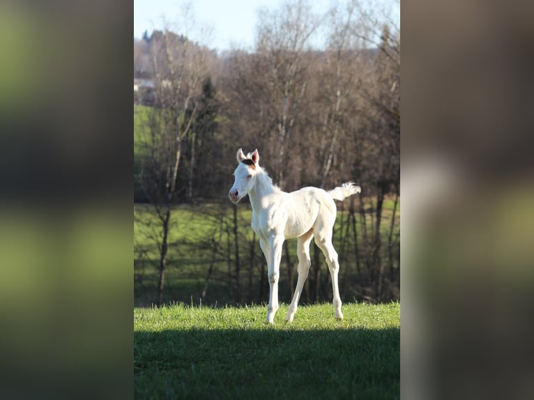 Paint Horse Mare Foal (03/2025) 15,1 hh White in Patersdorf