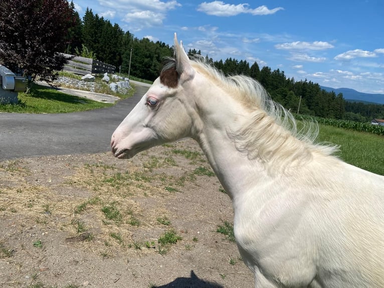 Paint Horse Mare Foal (03/2025) 15,1 hh White in Patersdorf