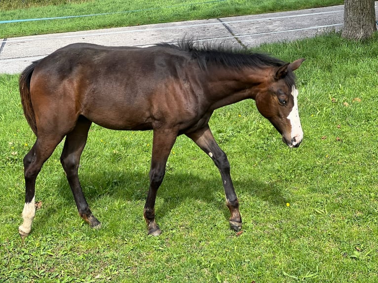 Paint Horse Mare Foal (04/2025) 15,2 hh Bay-Dark in Rohrdorf