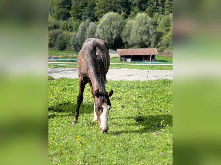 Paint Horse Mare Foal (04/2025) 15,2 hh Bay-Dark in Rohrdorf