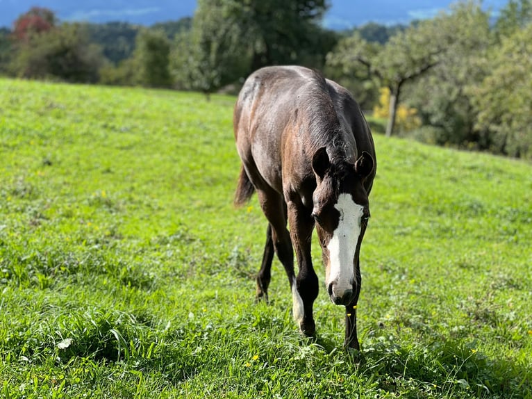 Paint Horse Mare Foal (04/2025) 15,2 hh Bay-Dark in Rohrdorf