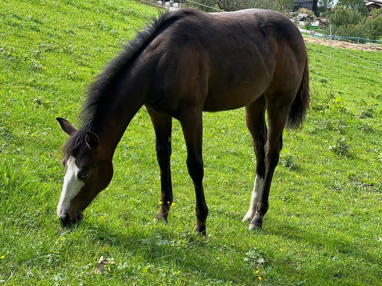 Paint Horse Mare Foal (04/2025) 15,2 hh Bay-Dark in Rohrdorf