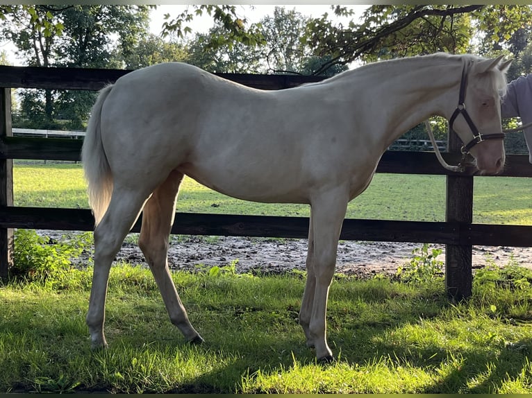 Paint Horse Mare Foal (03/2024) Cremello in Dinslaken