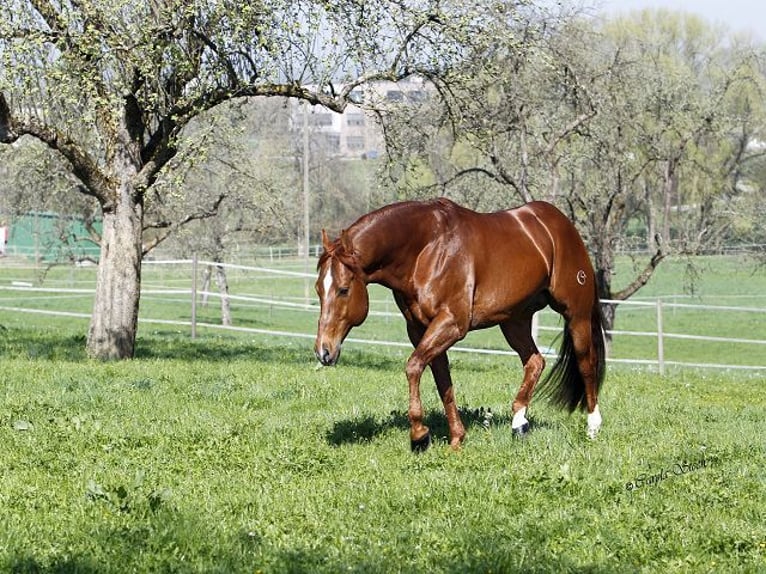 Paint Horse Mare Foal (07/2025) Dunalino in Dreisbach
