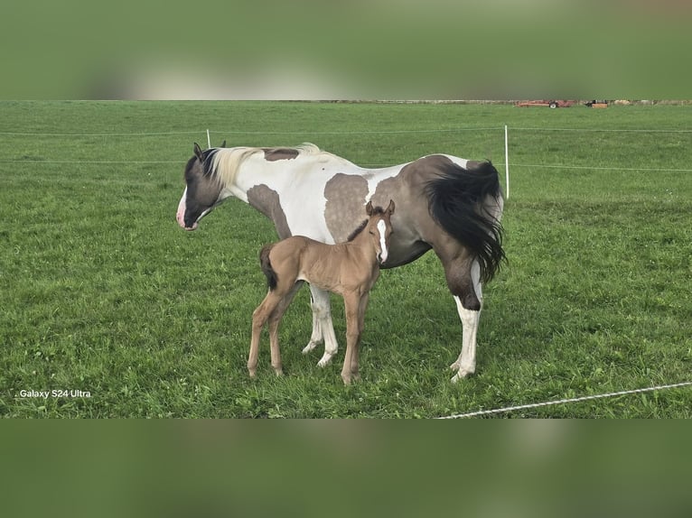 Paint Horse Mare Foal (07/2025) Dunalino in Dreisbach