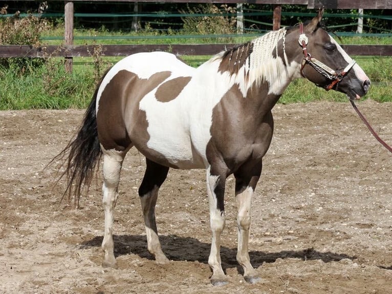 Paint Horse Mare Foal (07/2025) Dunalino in Dreisbach