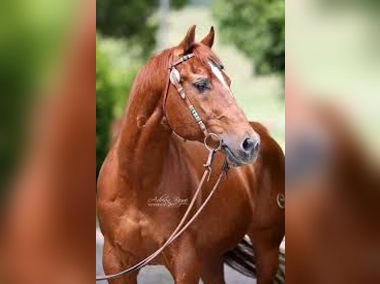 Paint Horse Mare Foal (07/2025) Dunalino in Dreisbach