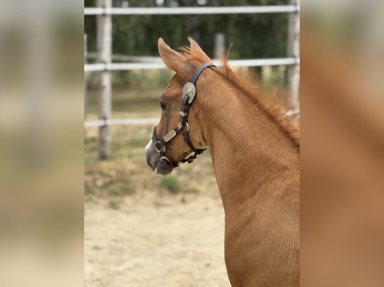 Paint Horse Mare Foal (05/2025) Overo-all-colors in Thodure Paint Horse Mare Foal (05/2025) Overo-all-colors in Thodure