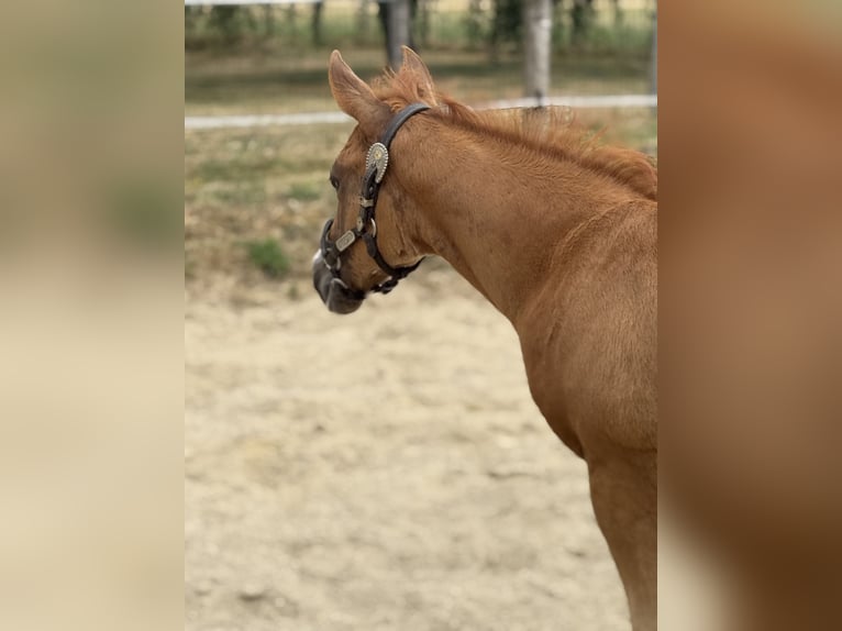 Paint Horse Mare Foal (05/2025) Overo-all-colors in Thodure Paint Horse Mare Foal (05/2025) Overo-all-colors in Thodure