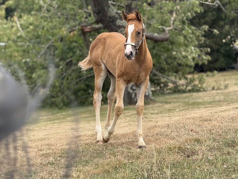 Paint Horse Mare Foal (05/2025) Overo-all-colors in Thodure Paint Horse Mare Foal (05/2025) Overo-all-colors in Thodure