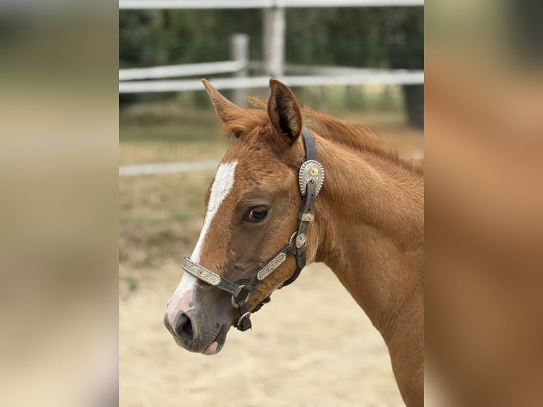 Paint Horse Mare Foal (05/2025) Overo-all-colors in Thodure Paint Horse Mare Foal (05/2025) Overo-all-colors in Thodure