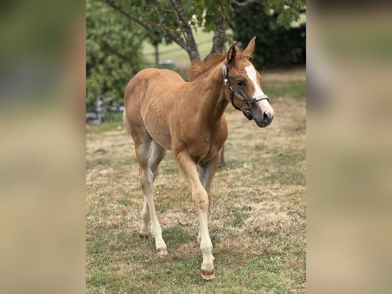 Paint Horse Mare Foal (05/2025) Overo-all-colors in Thodure Paint Horse Mare Foal (05/2025) Overo-all-colors in Thodure