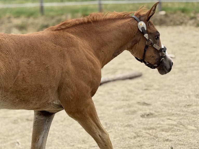 Paint Horse Mare Foal (05/2025) Overo-all-colors in Thodure Paint Horse Mare Foal (05/2025) Overo-all-colors in Thodure