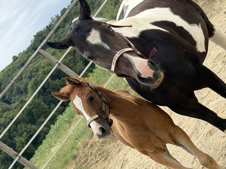 Paint Horse Mare Foal (05/2025) Overo-all-colors in Thodure Paint Horse Mare Foal (05/2025) Overo-all-colors in Thodure